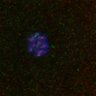 Thumbnail for dataset Fig1D_FigS1B_160420_TelophaseI_samples4