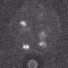 Thumbnail for dataset fig1E_150327_NG-SUMO1gg
