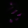 Thumbnail for dataset Fig2A_171226_CENP-C