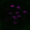 Thumbnail for dataset Fig2A_171226_PIAS-CENP-C
