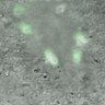 Thumbnail for dataset Fig2A_180105_PIASdn-CENP-C