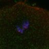 Thumbnail for dataset fig2B_150317_pias1dn_cenpc
