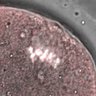 Thumbnail for dataset Fig2D_150527_cenpc_image1