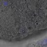Thumbnail for dataset Fig2D_150527_pias1_cenpc_1