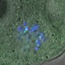 Thumbnail for dataset Fig2D_150527_pias1dn_cenpc_image20