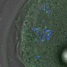 Thumbnail for dataset Fig2D_150527_pias1dn_cenpc_image24