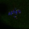 Thumbnail for dataset Fig2D_150527_pias1dn_cenpc_image26