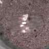 Thumbnail for dataset Fig2D_170301_control_cenpc_image2_2