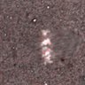 Thumbnail for dataset Fig2D_170301_control_cenpc_image3