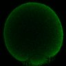 Thumbnail for dataset Fig2D_170301_control_cenpc_image17