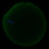 Thumbnail for dataset Fig2D_170301_interKT_control_cenpc_image48