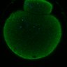 Thumbnail for dataset Fig2D_170301_interKT_pias1dn-cenpc_image4
