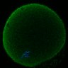 Thumbnail for Fig2D_170301_interKT_pias1dn-cenpc_image5