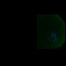 Thumbnail for dataset Fig2D_170301_interKT_pias1dn-cenpc_image6