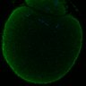 Thumbnail for Fig2D_170301_interKT_pias1dn-cenpc_image10
