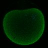 Thumbnail for dataset Fig2D_170301_pias1dn-cenpc_image1