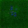 Thumbnail for dataset Fig2E_160624_control