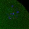 Thumbnail for dataset Fig2E_160624_test1