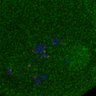 Thumbnail for dataset Fig2E_160624_test2