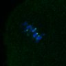 Thumbnail for dataset Fig3B_170315_Sgo2plusneg_image1
