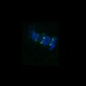 Thumbnail for dataset Fig3B_170315_Sgo2plusneg_image5