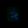 Thumbnail for Fig3B_170315_Sgo2plusneg_image6