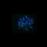 Thumbnail for Fig3B_170315_Sgo2plusneg_image8
