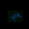 Thumbnail for Fig3B_170315_Sgo2plusneg_image9