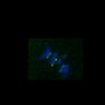 Thumbnail for dataset Fig3B_170315_Sgo2plusneg_image10