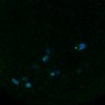 Thumbnail for dataset Fig3B_170315_Sgo2plusplus_dn_image29