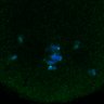 Thumbnail for dataset Fig3B_170315_Sgo2plusplus_dn_image30