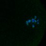Thumbnail for Fig3B_170315_Sgo2plusplus_dn_image32