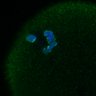 Thumbnail for dataset Fig3B_170315_Sgo2plusplus_dn_image33