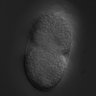 Thumbnail for dataset RNAi_R07E5.3_070710_01