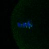 Thumbnail for Fig3B_170315_Sgo2plusplus_image24