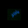 Thumbnail for dataset Fig3B_170315_Sgo2plusplus_image25