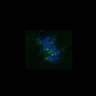 Thumbnail for dataset Fig3B_170315_Sgo2plusplus_image26
