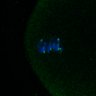 Thumbnail for dataset Fig3B_170315_Sgo2plusplus_image42
