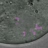 Thumbnail for dataset Fig3C_160911_PIASdn_cenpc