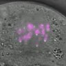 Thumbnail for dataset Fig3C_160913_cenpc_Sgo2--