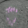 Thumbnail for dataset Fig3C_160917_cenpc_2_Sgo2