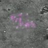 Thumbnail for dataset Fig3C_160922_cenpc_Sgo2--