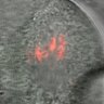 Thumbnail for dataset Fig4A-C_160623_rec8f_cenpc