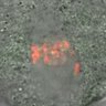 Thumbnail for Fig4A-C_160628_rec8f_MII