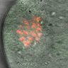 Thumbnail for Fig4A-C_160701_rec8f_cenpc
