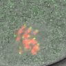 Thumbnail for dataset Fig4A-C_160701_rec8f_MII_cenpc