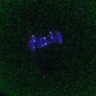 Thumbnail for Fig4D_Recc8f_cl_image79