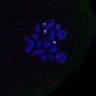 Thumbnail for Fig4D_Recc8f_cl_image81
