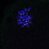 Thumbnail for dataset Fig4D_Recc8f_cl_image83