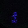 Thumbnail for dataset Fig4D_Recc8f_cl_image85